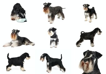 Obraz premium set of miniature schnauzer black and silver isolated on white 