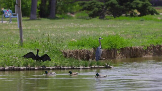 Slow Motion Shot Of Mallard In Lake By Other Birds On Green Landscape During Sunny Day - Arvada, Colorado