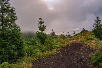 Obraz premium Ground trail in the mountain with herbs and cryptomeria trees at evening with fog, São Miguel - Azores PORTUGAL