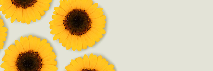 Obraz premium Banner with sunflowers on a blue background.