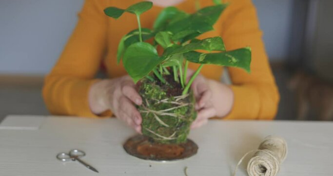 homemade Kokedama is a ball of soil, covered with moss, on which an ornamental plant grows. High quality 4k footage
