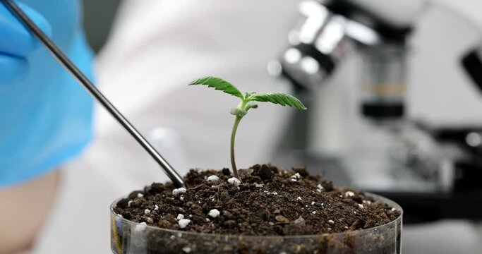 Scientist chemist botanist taking soil sample from petri dish with plant sprout with chemical spoon closeup 4k movie slow motion