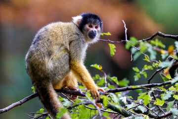 Naklejka na ściany i meble Squirrel monkeys are New World monkeys of the genus Saimiri