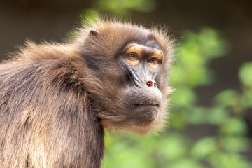 Female gelada (Theropithecus gelada), sometimes called the bleeding-heart monkey or the gelada baboon