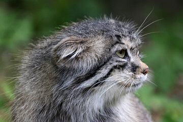 The Pallas's cat (Otocolobus manul), also known as the manul