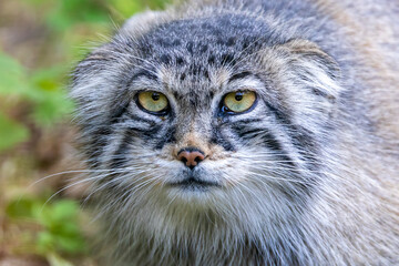 The Pallas's cat (Otocolobus manul), also known as the manul