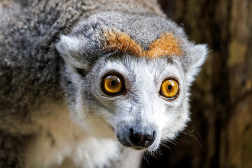 The crowned lemur (Eulemur coronatus) close up shot © Edwin Butter