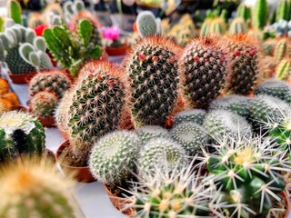 Naklejka na ściany i meble Detailed close up shot of a row small Red Headed Irishman cactus plants that standing on a table in a garden center flower and plant shop