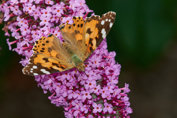 Distelfalter auf Sommerflieder