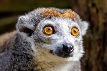 The crowned lemur (Eulemur coronatus) close up shot © Edwin Butter