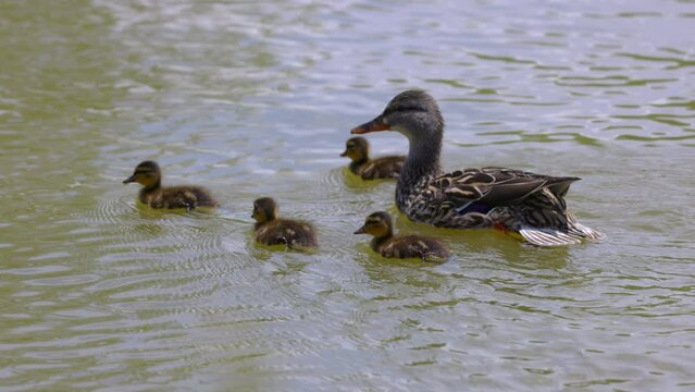 Slow Motion Shot Of Family Of Mallard Ducks Swimming Together In Rippled Lake - Arvada, Colorado