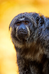 Close up shot of female white-faced saki (Pithecia)