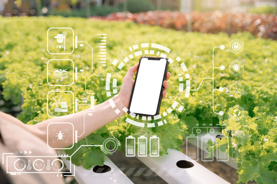 Hand holding smartphone, white screen, vegetable garden background.