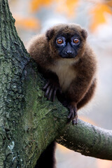 The red-bellied lemur (Eulemur rubriventer) close up shot