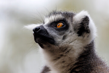 Naklejka na ściany i meble Close up shot of Ring-tailed lemur (lemur catta)