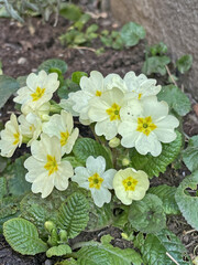 Obraz premium I primi fiori di primavera, le primule (Primula vulgaris)