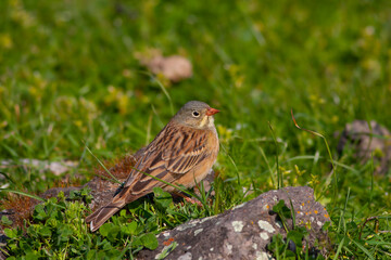 bird looking around on grass, Ortolan Bunting, Emberiza hortulana