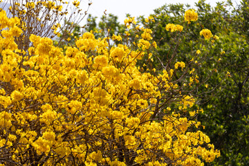 2023 Feb 28,Hong Kong.Golden Trumpet blooms in spring at Airport Golden Thrumplet Trail,Tung Chung,Hong Kong