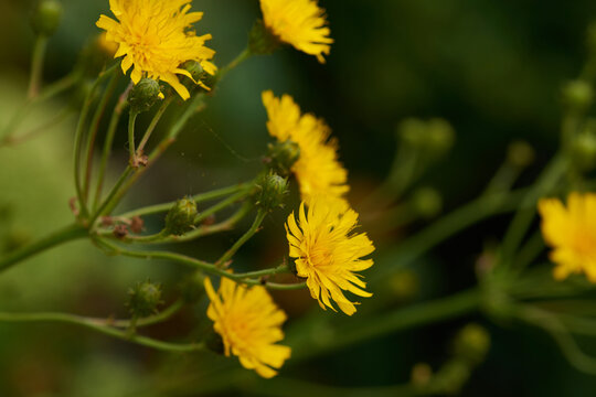 Doldiges Habichtskraut (Hieracium umbellatum)