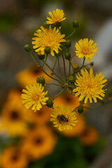 Doldiges Habichtskraut (Hieracium umbellatum)