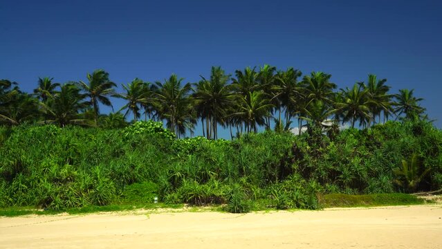 The palm trees and dense tropical vegetation on the sand