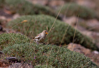 little bird watching on the ground, White-winged Snowfinch, Montifringilla nivalis	