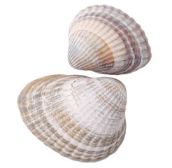 Two seashells, transparent background