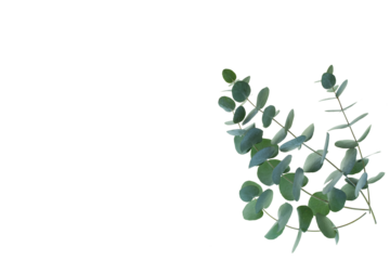 Fresh eucalyptus branches isolated on transparent background. Top view flat lay. Botanical nature design for sustainable wedding concepts and decorations with space for text. PNG image.