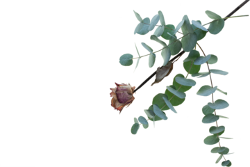 Eucalyptus branch with dried rose isolated on transparent background. Top view flat lay. Botanical nature design for sustainable wedding concepts and decorations with space for text. PNG image.
