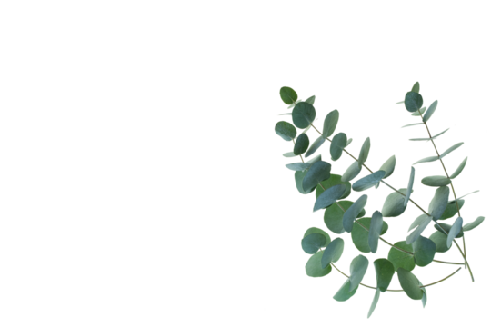 Fresh eucalyptus branches isolated on transparent background. Top view flat lay. Botanical nature design for sustainable wedding concepts and decorations with space for text. PNG image.