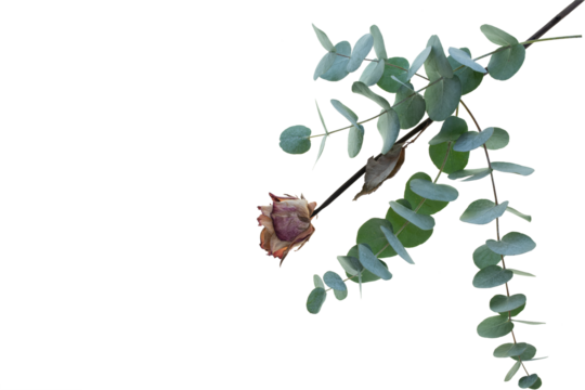 Eucalyptus branch with dried rose isolated on transparent background. Top view flat lay. Botanical nature design for sustainable wedding concepts and decorations with space for text. PNG image.
