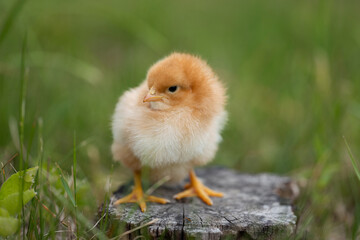 Adorable yellow little chicken on green background