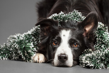 cute border collie covered in garland lying down on the floor in the studio