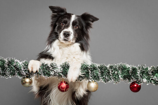 cute border collie dog standing on a garland decoration in the studio