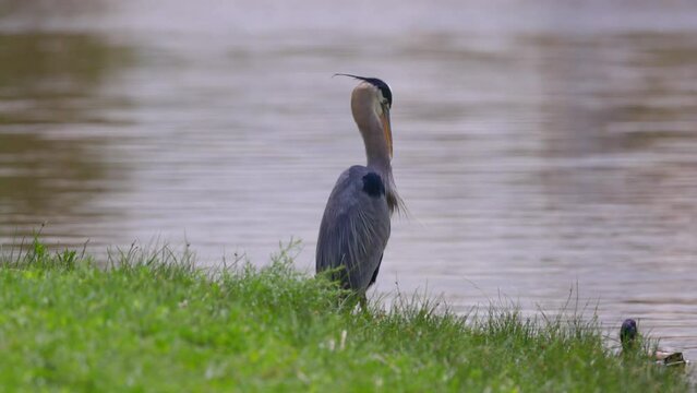 Slow Motion Shot Of Large Wading Bird Standing On Green Grassy Land While Mallard Duck Swimming In Lake - Arvada, Colorado