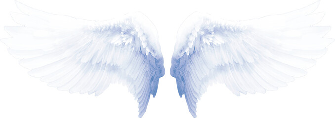 Realistic angel wings. White wing isolated. png transparency