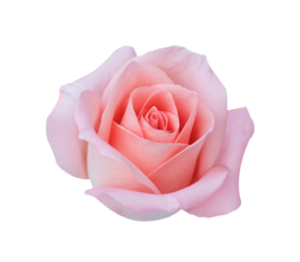 Pink rose head flower isolated on white background, soft focus, png Transparency