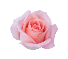 Badezimmer Foto Rückwand Pink rose head flower isolated on white background, soft focus, png Transparency © phatthanit