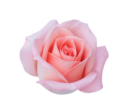 Pink rose head flower isolated on white background, soft focus, png Transparency