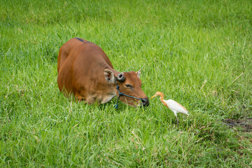 Naklejka na ściany i meble Brown cow and heron looking at each other on a pasture on Bali Island, Indonesia.