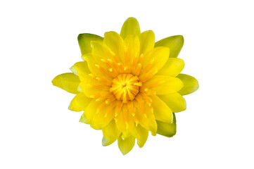 Yellow lotus flower on transparent background PNG file