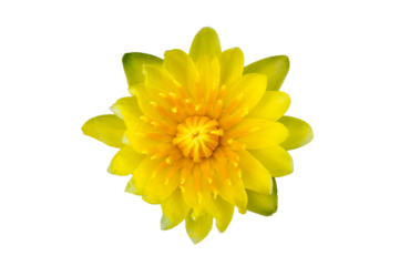 Yellow lotus flower on transparent background PNG file
