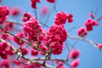 Beautiful Yae Sakura Cherry Blossom blooming in Taiwan.