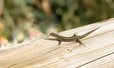 Nice lizard on a wooden background macro photo. Lizard is sitting on a tree trunk, sunbathing