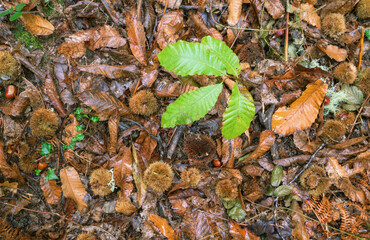 Some green leaves torn off by the storm stand out against the ocher background of the chestnut forest