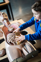 human body. Five year old cute boy in science world carefully observing exponents in museum. Curiosity and children's knowledge concept. Modern education.