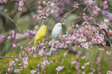 梅枝にとまるセキセイインコ