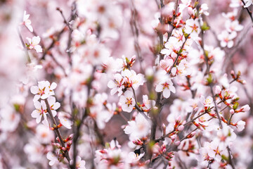 Beautiful spring flowers. Blossoming apricot tree branches.
