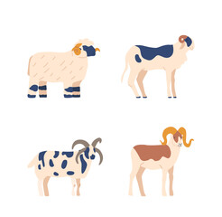 Different Breeds Of Sheep With Distinct Fur Patterns And Colors, Suitable For Use In Articles About Livestock Breeding