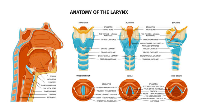 Anatomy Of Larynx Composition